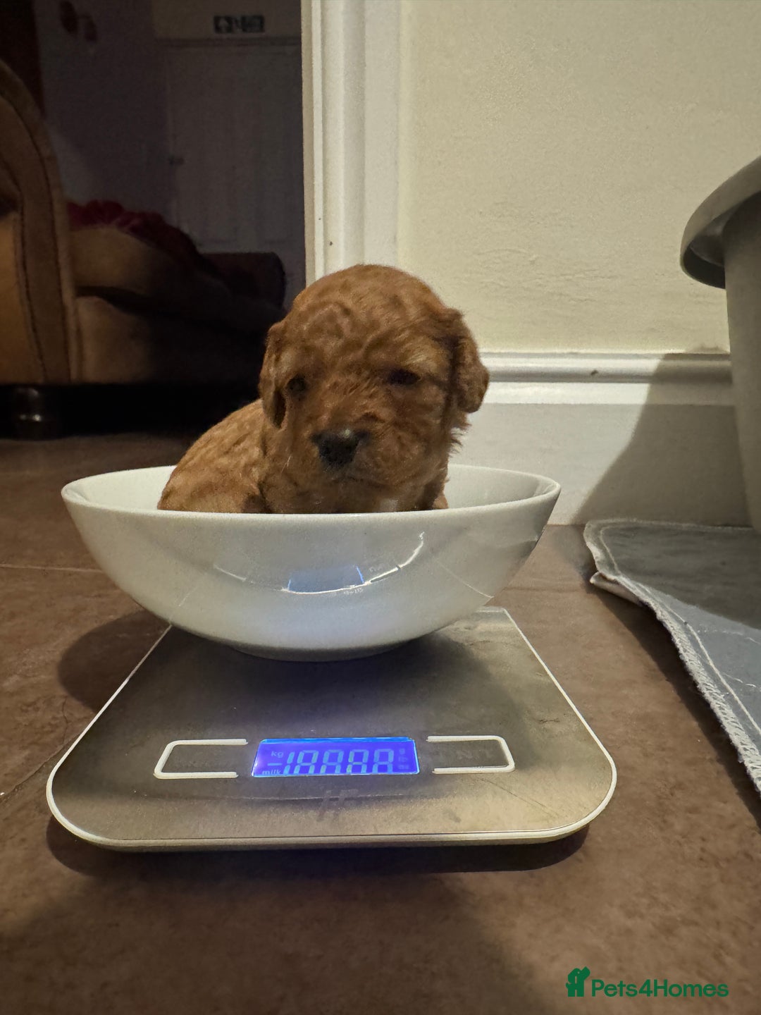 Cavapoo dogs for sale: Toy Cavapoo F1B - 4 girls & 3 boys - Advert 1