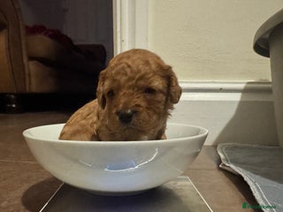 Cavapoo dogs Toy Cavapoo F1B - 4 girls & 3 boys - Advert 17