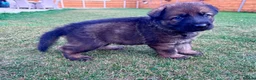 German Shepherd dogs for sale: KC Registered German Shepard Puppies 🐾🐾🐾 - Advert 5