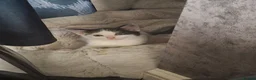 Mixed Breed cats for sale: Fluffy kittens - Advert 7