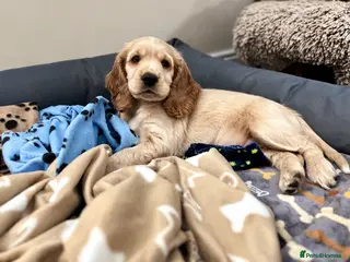 Cocker Spaniel dogs 1 Beautiful Golden Girl Available - Advert 6
