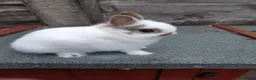 Netherland Dwarf rabbits for sale: Charlie netherland dwarf buck in Stockport - Advert 7