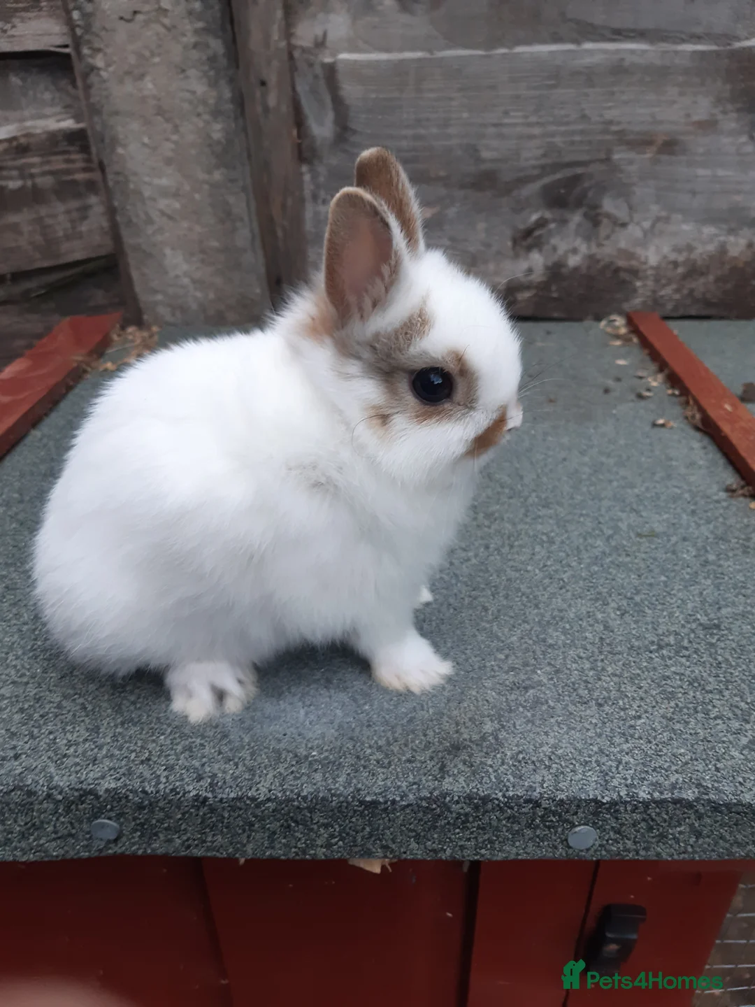 Netherland Dwarf rabbits for sale: Charlie netherland dwarf buck in Stockport - Advert 7