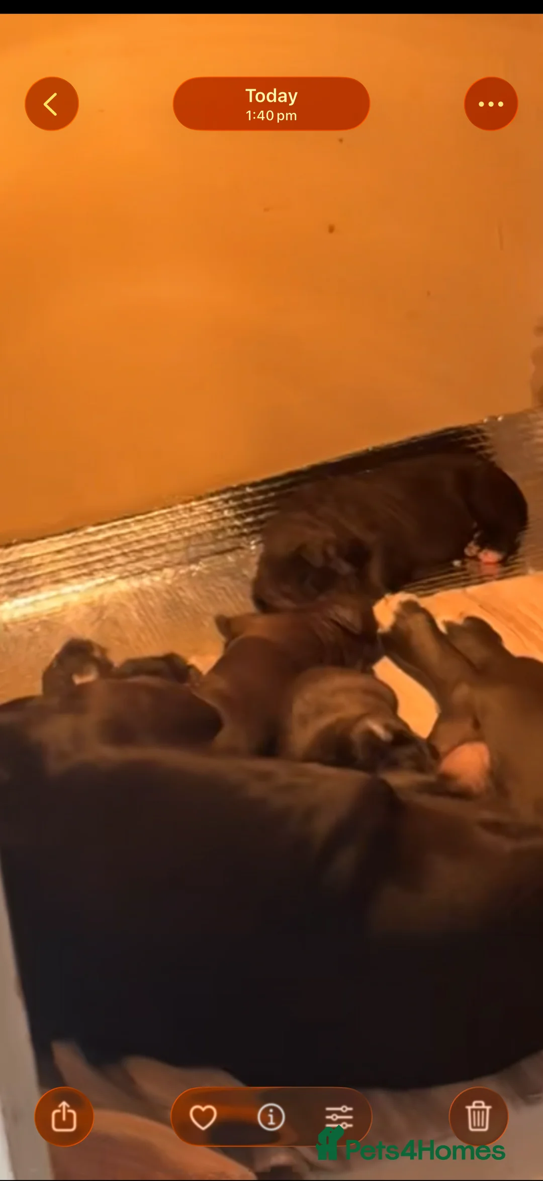 Mixed Breed dogs for sale: Boy and girl ready to go😍 - Advert 6