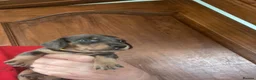 Miniature Dachshund dogs for sale: Miniature dachshund puppies - beautiful  - Advert 12