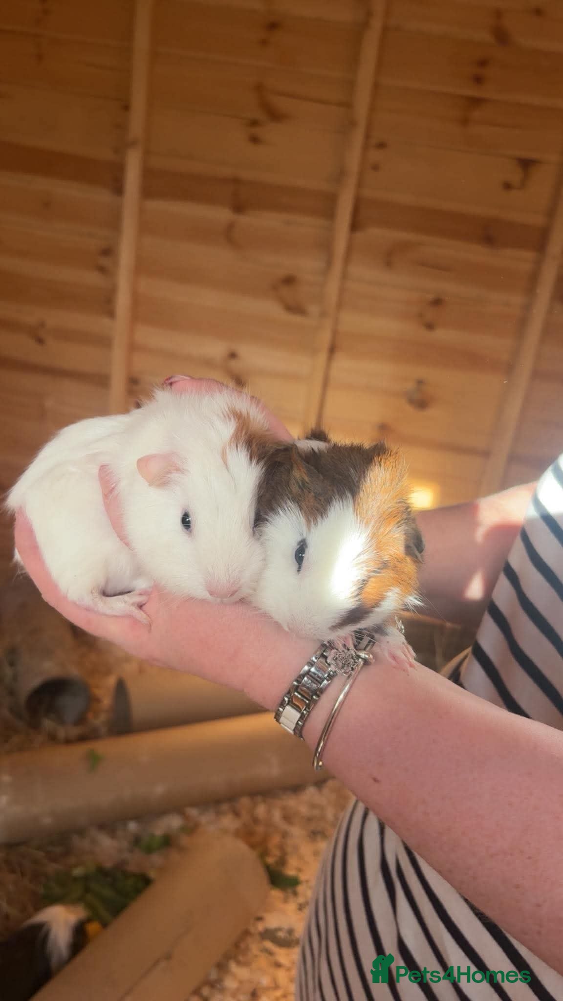 Guinea Pig rodents 3 male Guineapigs  - Advert 13