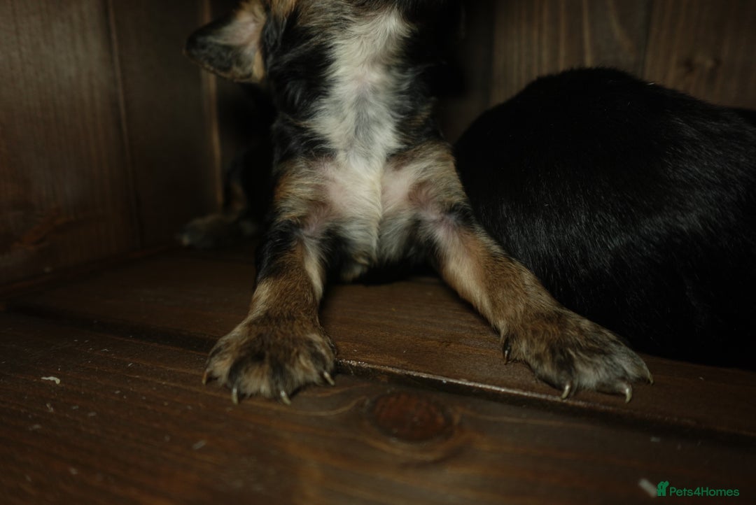 Cocker Spaniel dogs for sale: Quality KC Show type Cocker spaniels - Image 3