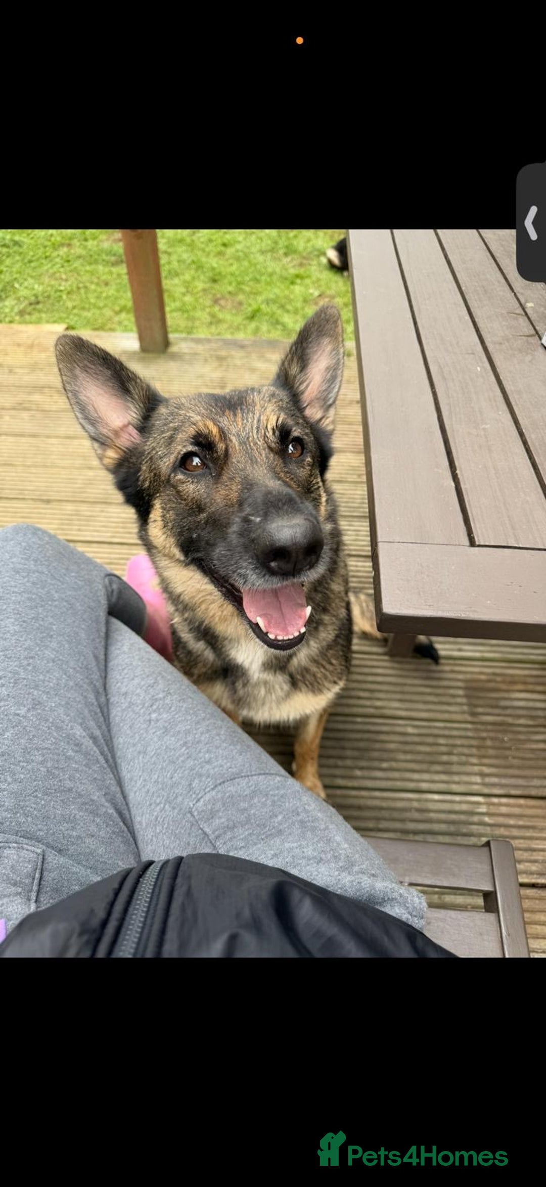 Mixed Breed dogs for sale: German Shepherd X BlueMerletan border collie  - Advert 1