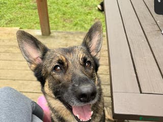 Mixed Breed dogs German Shepherd X BlueMerletan border collie - Advert 10