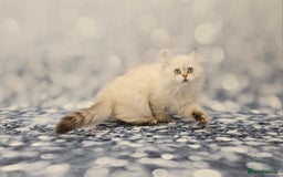 British Longhair cats for sale: Excellent Scottish straight Highland Kittens - Image 24