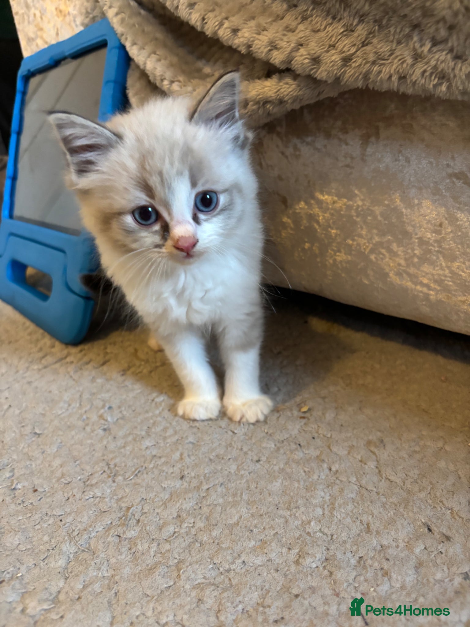 Ragdoll cats 1 girl and 2 boys Ragdoll kittens left - Advert 3
