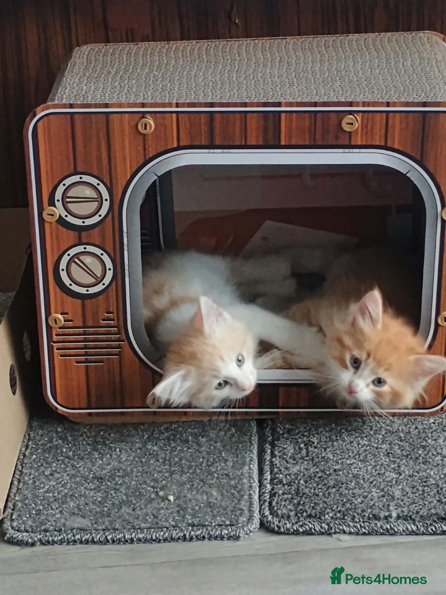 Norwegian Forest Cat cats for sale: Beautiful GCCF kittens - Advert 6