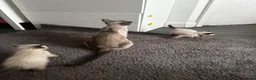 Siamese cats for sale: Stunning Siamese girl ready for new lap  - Advert 2