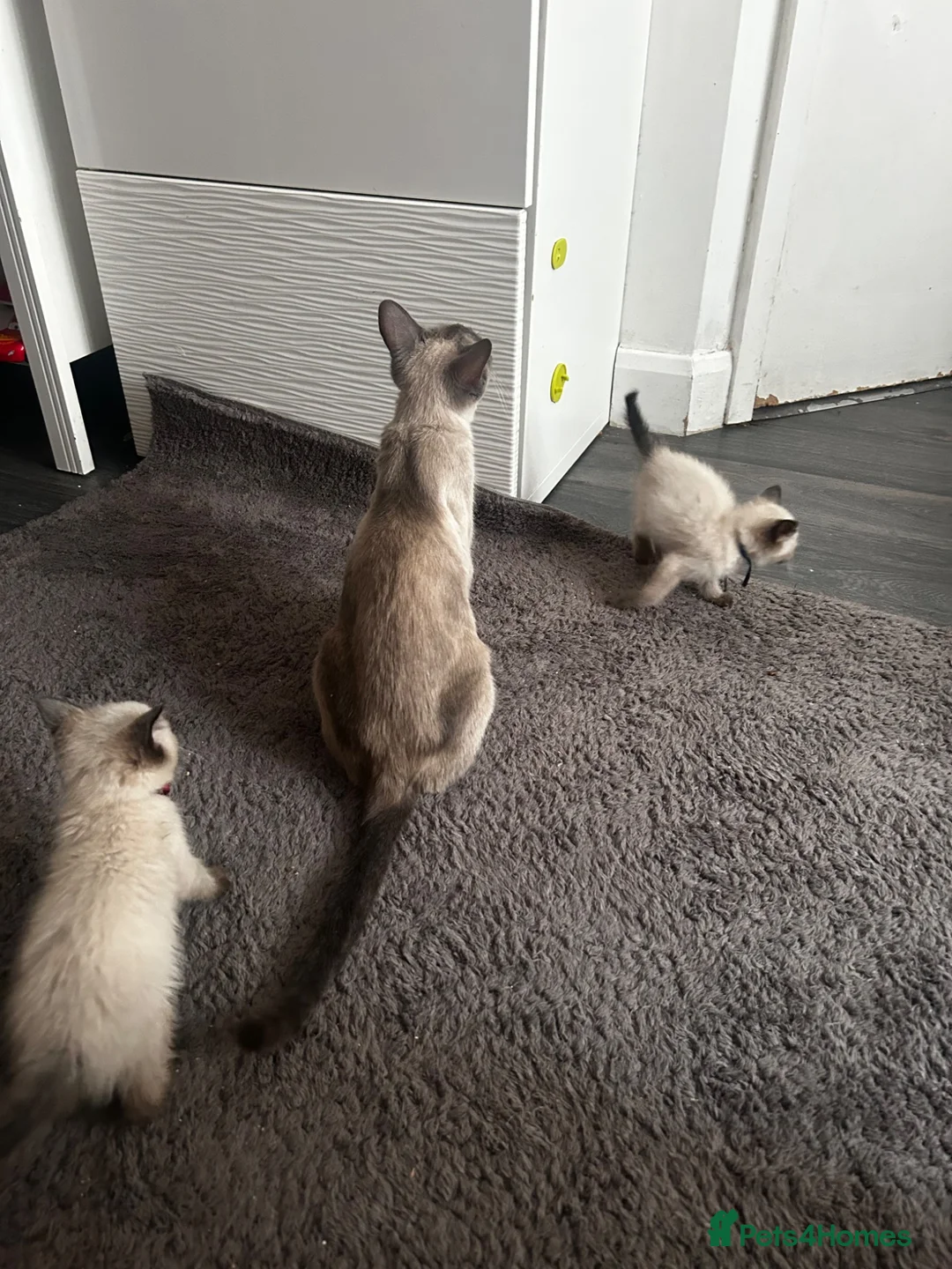 Siamese cats for sale: Stunning Siamese girl ready for new lap  - Advert 2
