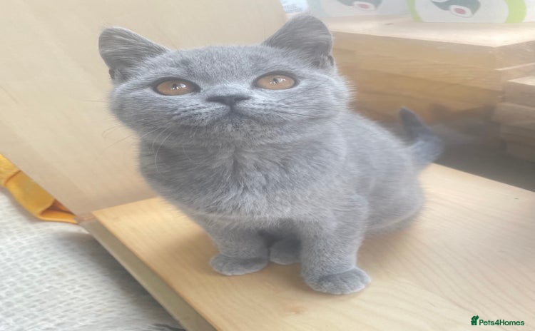 British Shorthair cats - Advert 4