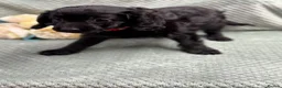 Cavapoo dogs for sale: Beautiful Cavapoo puppies - Advert 9