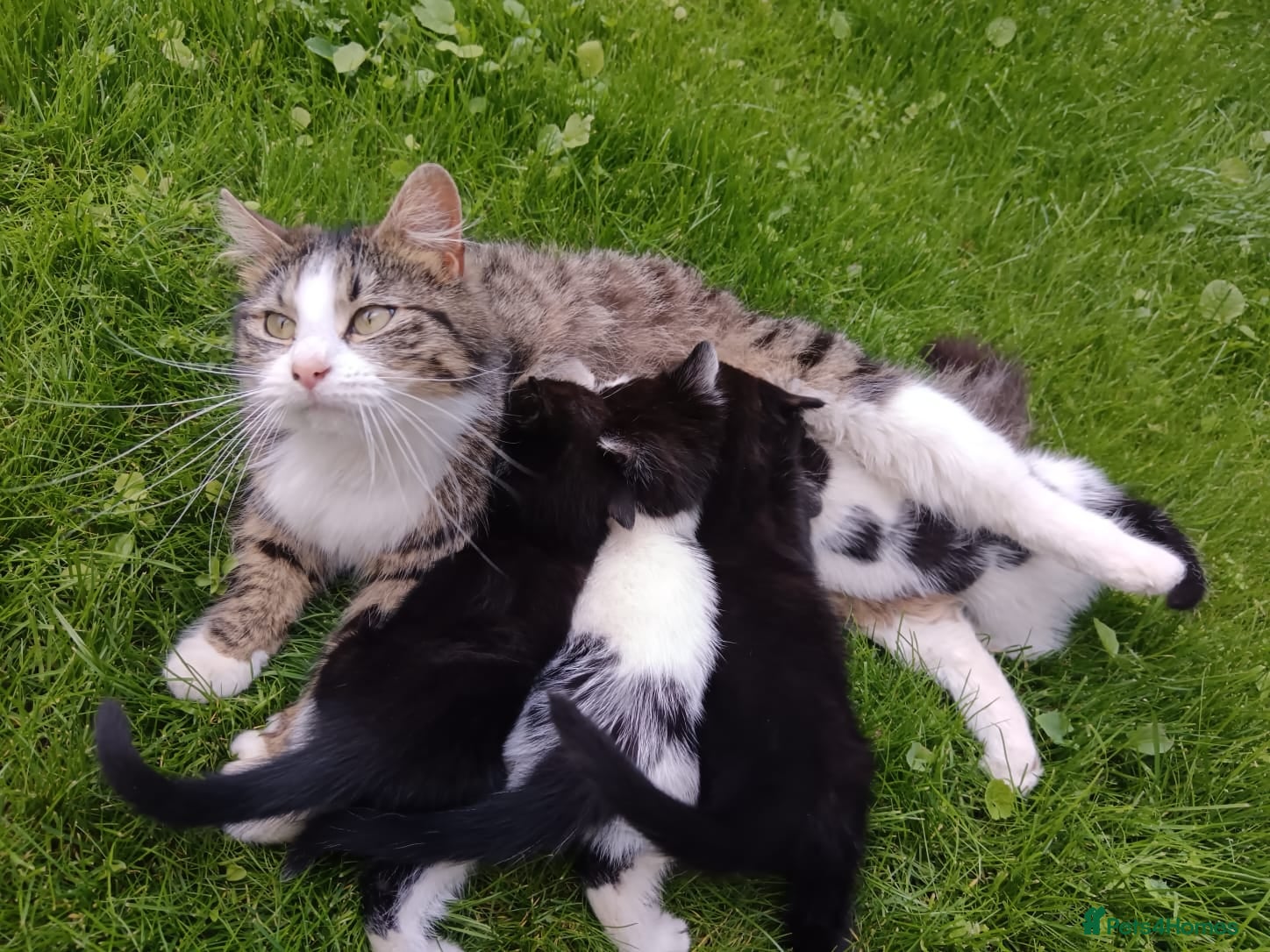 Mixed Breed cats for sale: Kittens for sale  in Peterborough - Advert 2