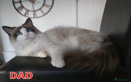 Ragdoll cats for sale: RAGDOLLS BICOLOUR BOY GIRLS BLUE EYES READY NOW  - Advert 39
