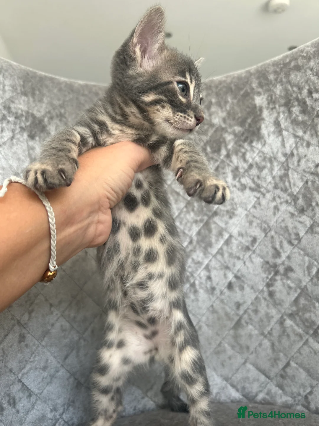 Bengal cats for sale: 💙Beautiful Blue Bengal Kittens - TICA Reg 💙 - Advert 13