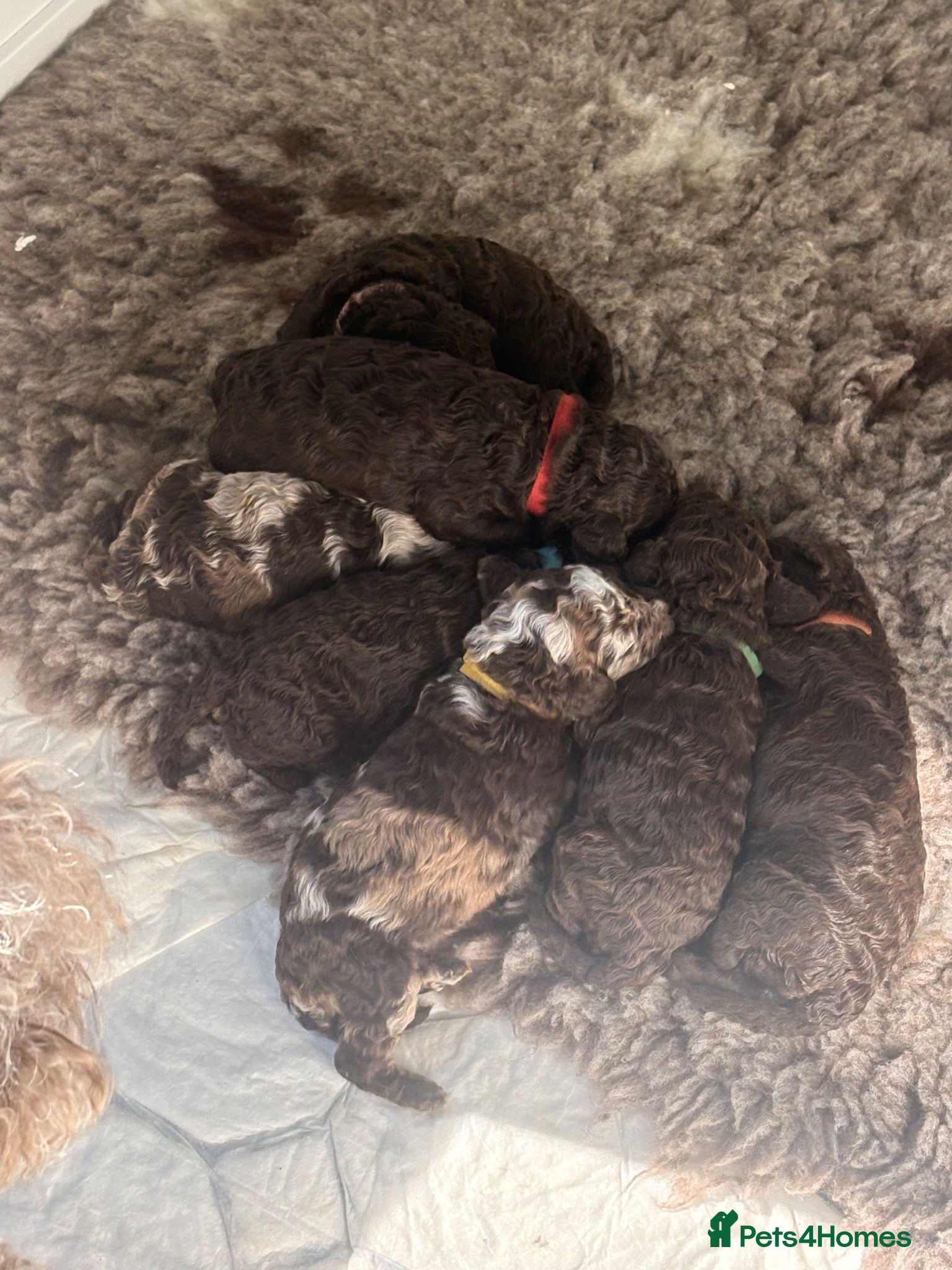 Cockapoo dogs Cockapoo puppies  - Advert 1
