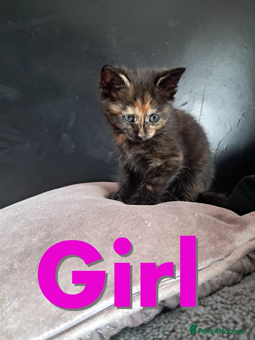 Domestic Shorthair cats for sale: Beautiful tortoise shell kittens - Image 4