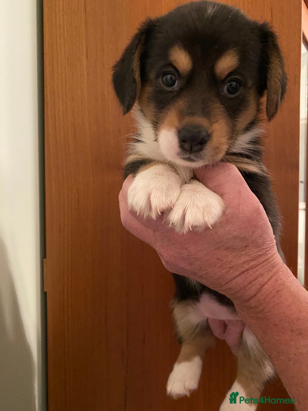 Welsh Corgi Cardigan dogs for sale: Welsh Cardigan Corgis by 5 ⭐️ Licensed Breeder - Advert 32