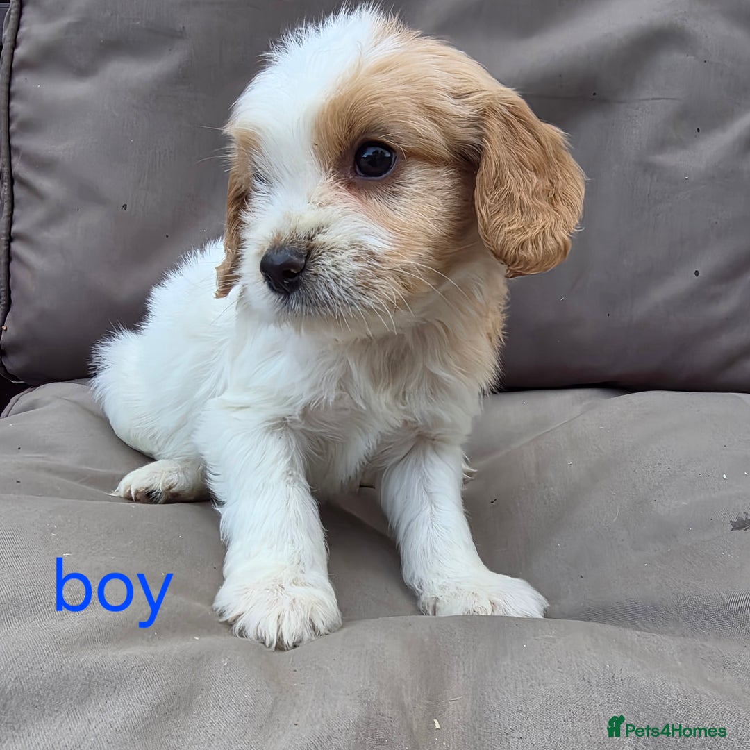 Cavapoo dogs for sale: Beautiful f1b cavapoo puppies  - Image 13