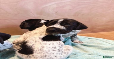German Shorthaired Pointer dogs - Advert 3