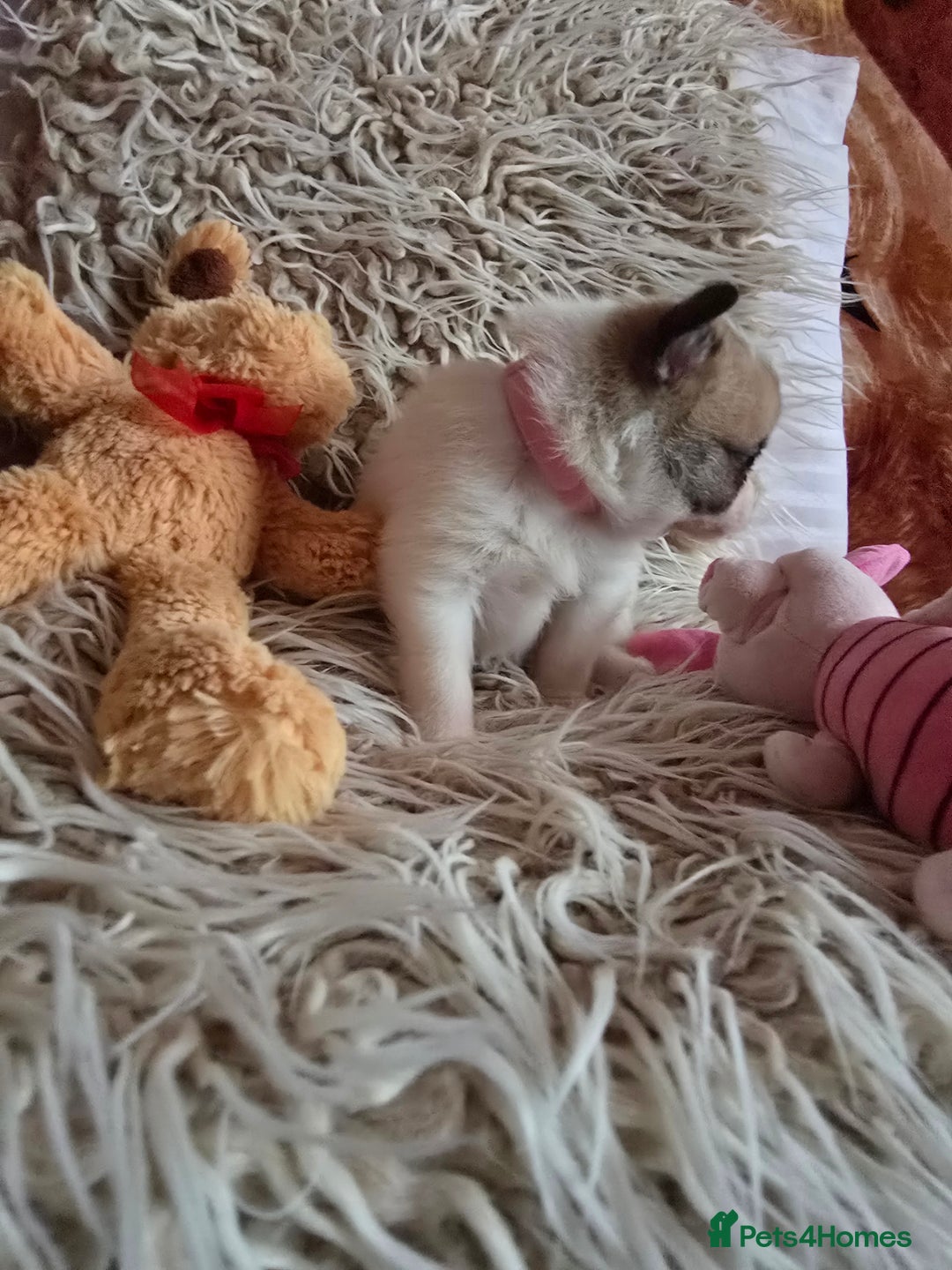 Pomchi dogs for sale: Beautiful Pomchi Puppy's ❤️  - Advert 7