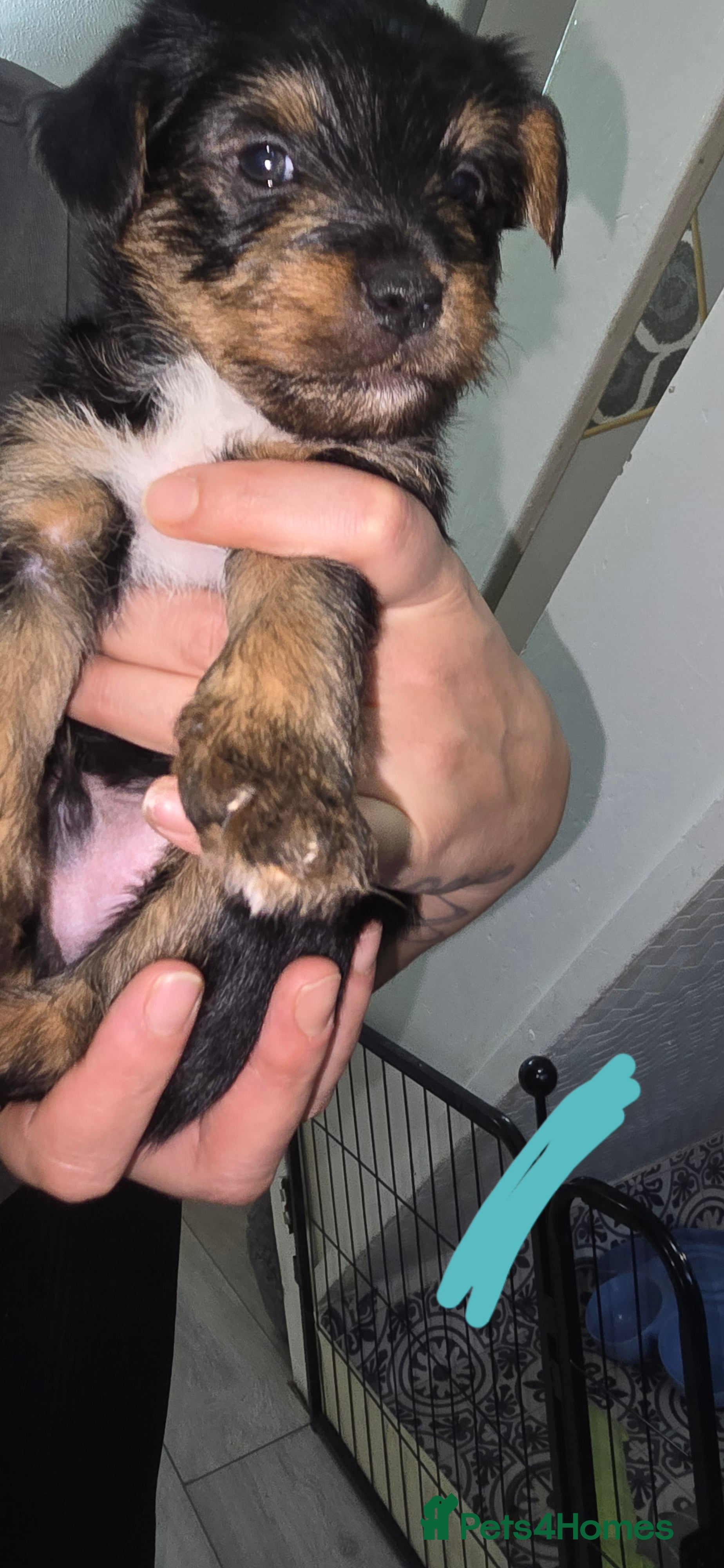 Mixed Breed dogs Yorkshire terier puppys - Advert 2