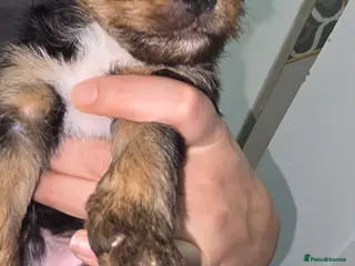 Mixed Breed dogs Yorkshire terier puppys - Advert 2