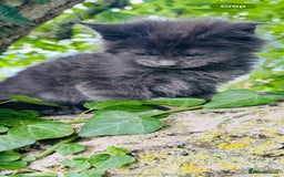 Maine Coon cats for sale: Stunning Pure Breed Maine Coon Kittens  - Image 7