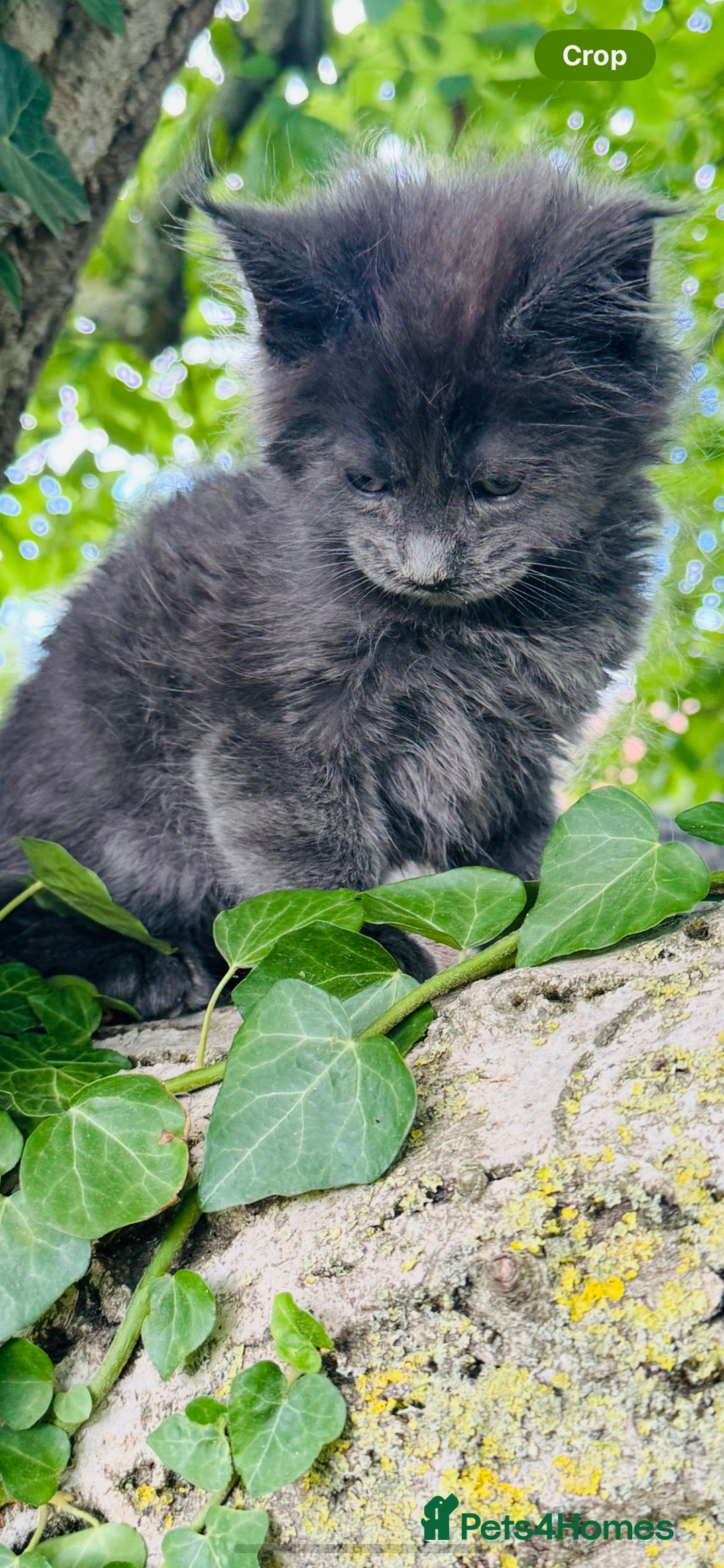 Maine Coon cats for sale: Stunning Pure Breed Maine Coon Kittens  - Image 7