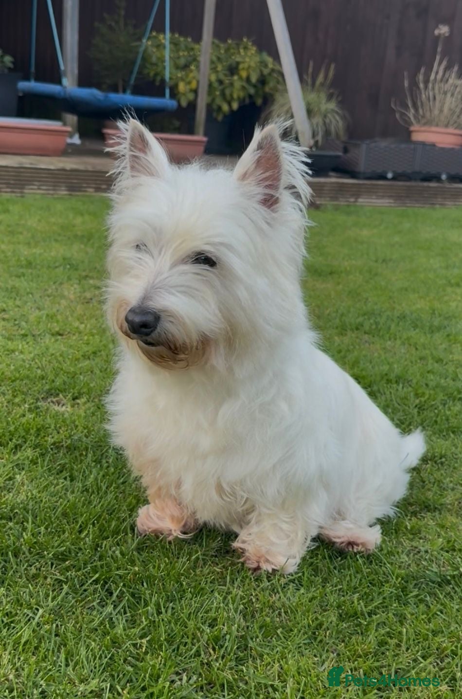 West Highland Terrier dogs West Highland terrier female in need new home - Advert 3