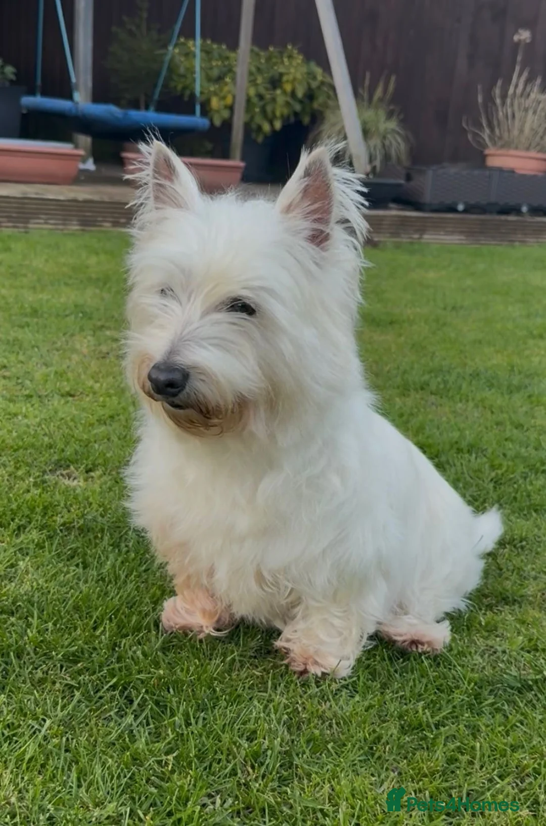 West Highland Terrier dogs for sale: West Highland terrier female in need new home - Advert 1