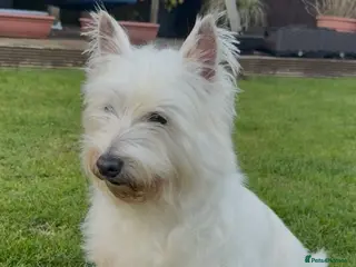 West Highland Terrier dogs West Highland terrier female in need new home - Advert 7