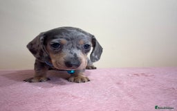 Miniature Dachshund dogs for sale: Miniature dachshund puppies  - Image 9
