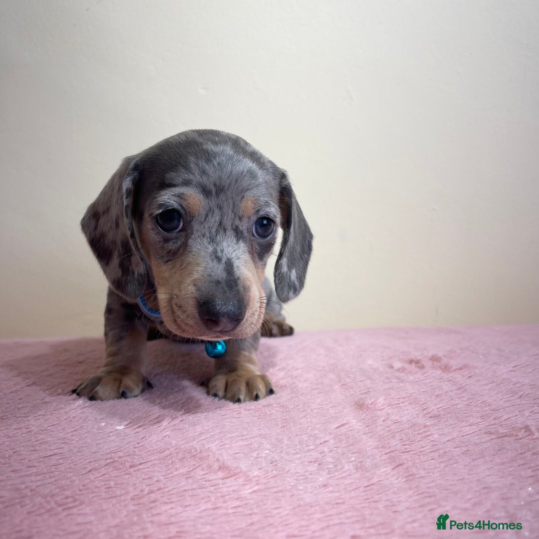 Miniature Dachshund dogs for sale: Miniature dachshund puppies  - Image 9