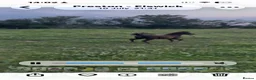 Miniature horses for sale: Falabella blend colt - Advert 8
