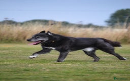 Siberian Husky dogs for stud: 3 Health tested KC Reg Polish Imports At Stud in Scunthorpe - Image 1