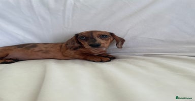 Miniature Dachshund dogs - Advert 15