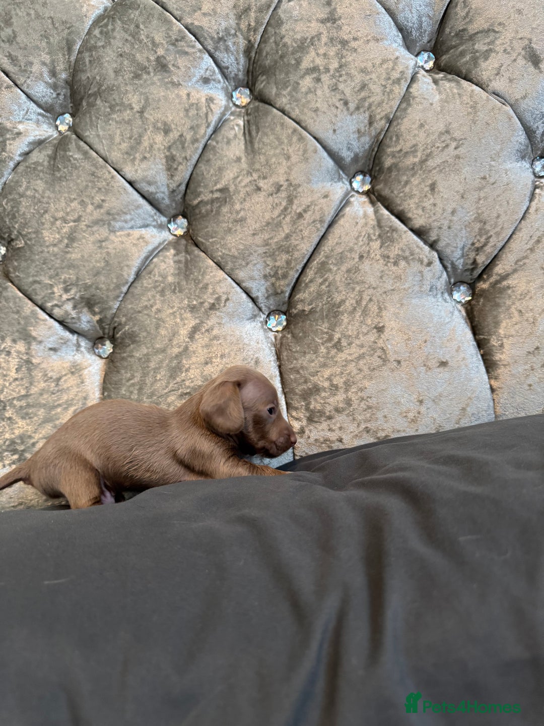 Miniature Dachshund dogs for sale: Miniature dachshund - Image 5