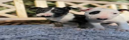English Bull Terrier dogs for sale: Champion Bloodline English Bull Terrier Puppies - Advert 16