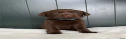 Labrador Retriever dogs for sale: Extensively Health Tested Chocolates 🩵 - Advert 3