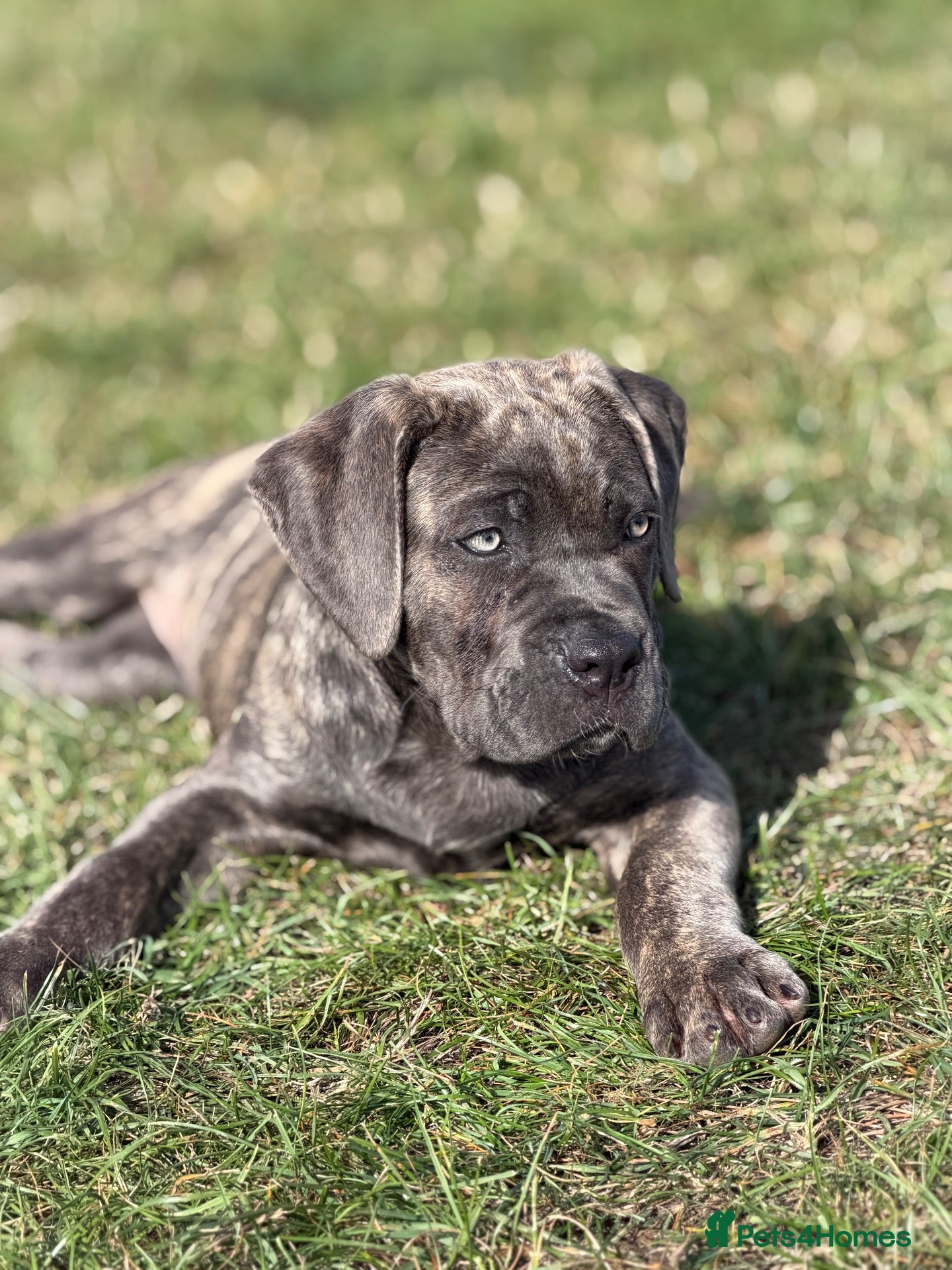Cane Corso dogs ‼️Offers Welcme‼️ Balestra Magica Corso FCI - Advert 1