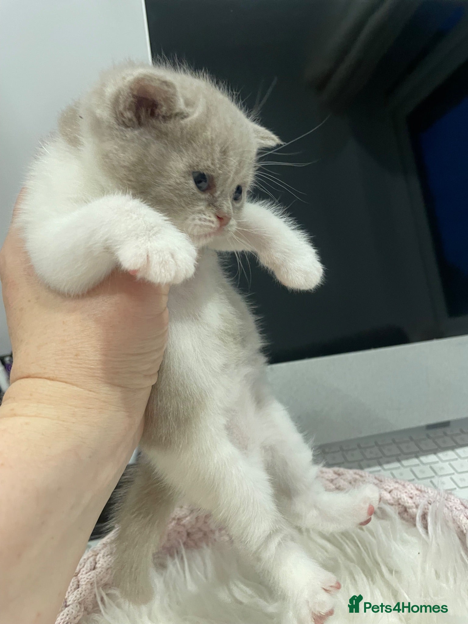 British Shorthair cats 😻CINNAMON😻Champion bloodlines British Shorthair  - Advert 1