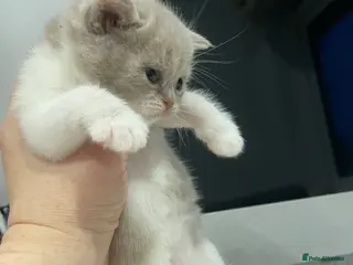 British Shorthair cats 😻CINNAMON😻Champion bloodlines British Shorthair - Advert 1