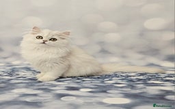 British Longhair cats for sale: Excellent Scottish straight Highland Kittens - Image 6