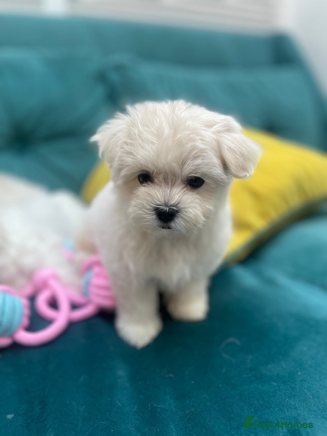 Maltese dogs for sale: 🌟 Premium  ** , 100% Korean Maltese Puppies🌟 - Advert 4