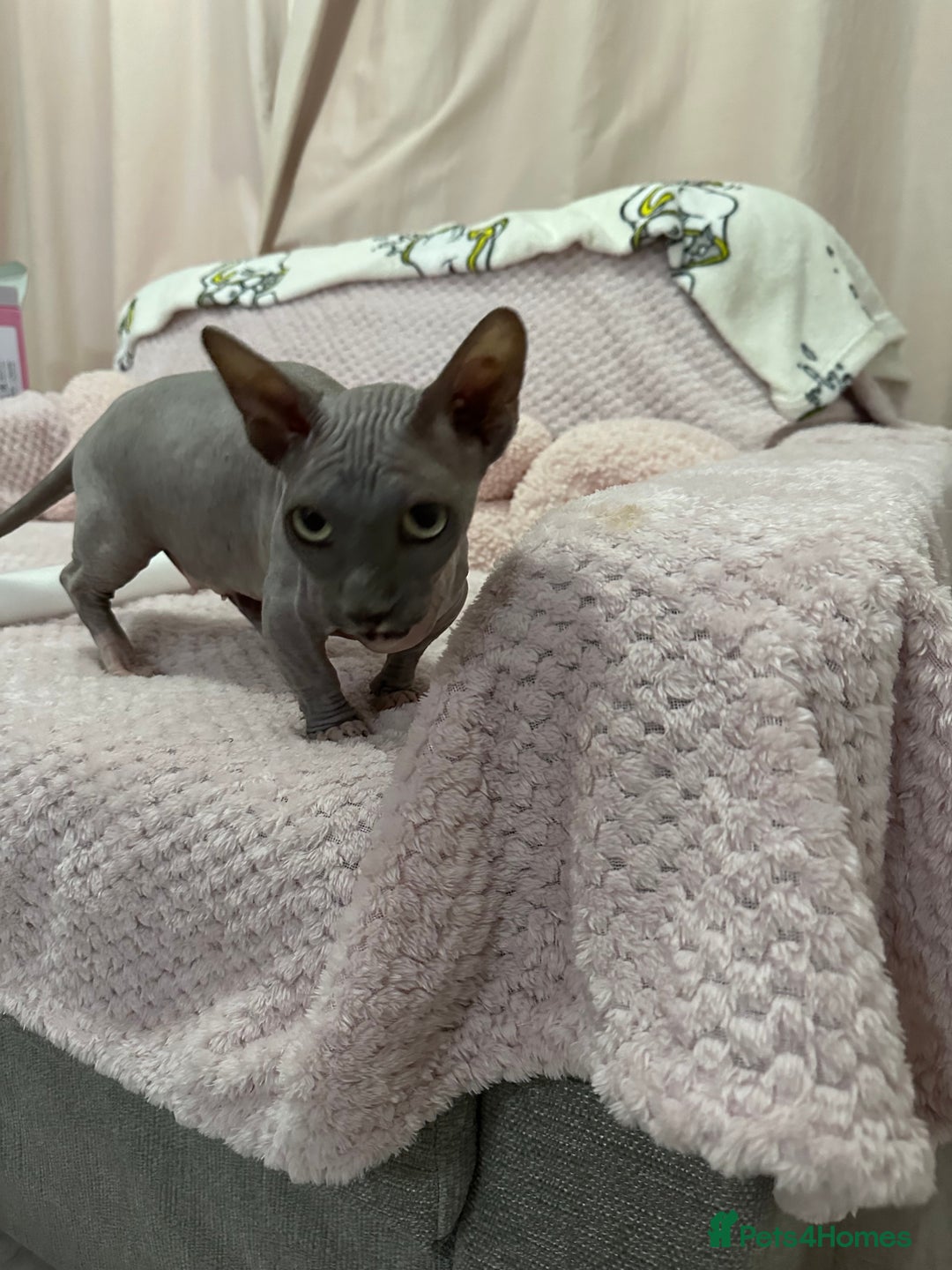Sphynx cats for sale: Bambino blue girl  - Image 2